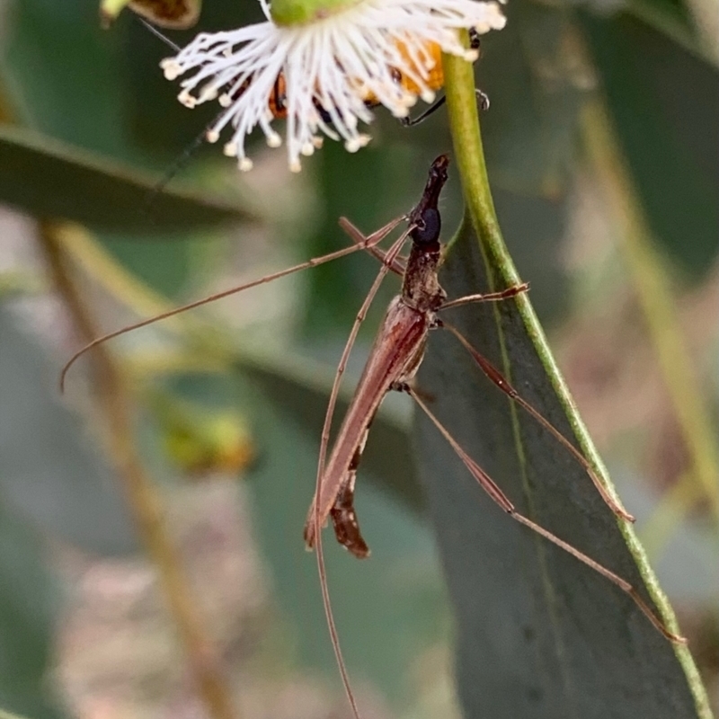 Macrones sp. (genus)