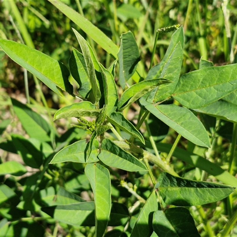 Macroptilium lathyroides