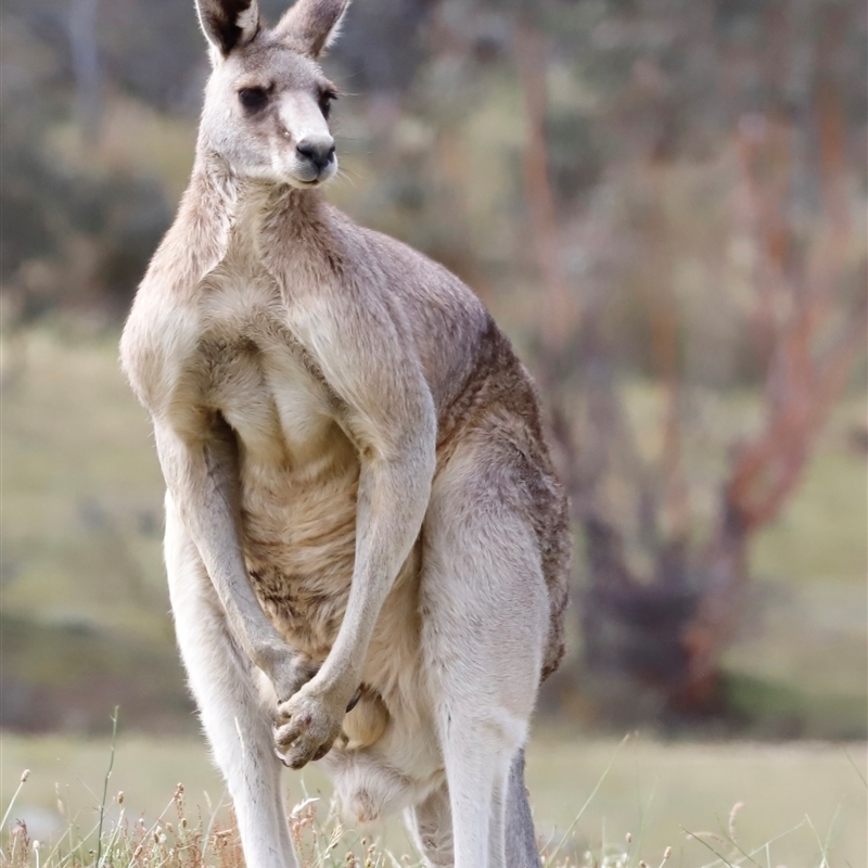 Macropus giganteus