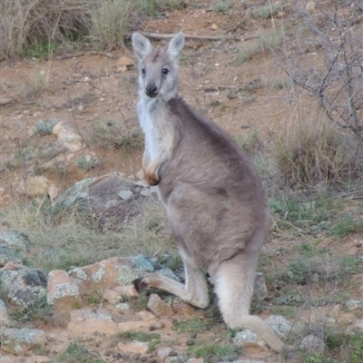 Female