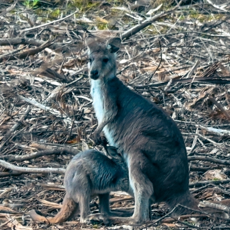 Osphranter robustus robustus