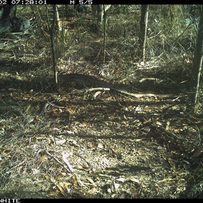 Macropus sp. (genus)