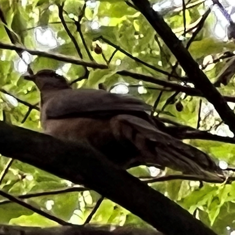 Macropygia phasianella