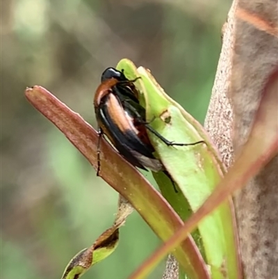 Macrosiagon sp. (genus)