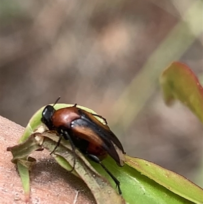 Macrosiagon sp. (genus)