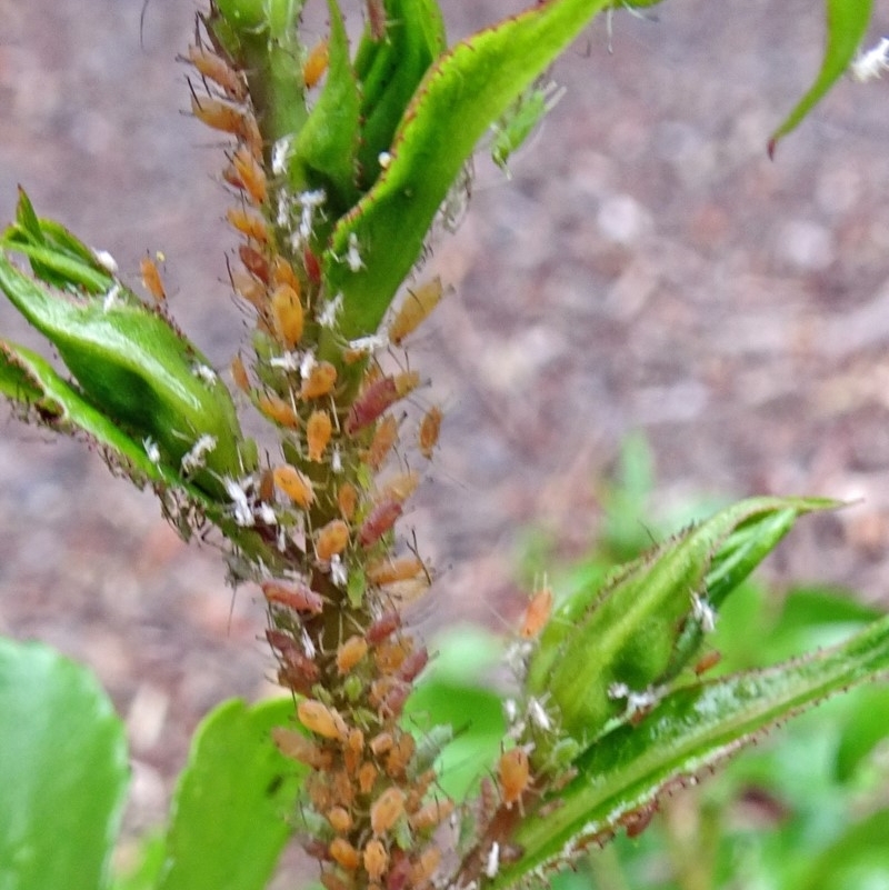 Macrosiphum rosae