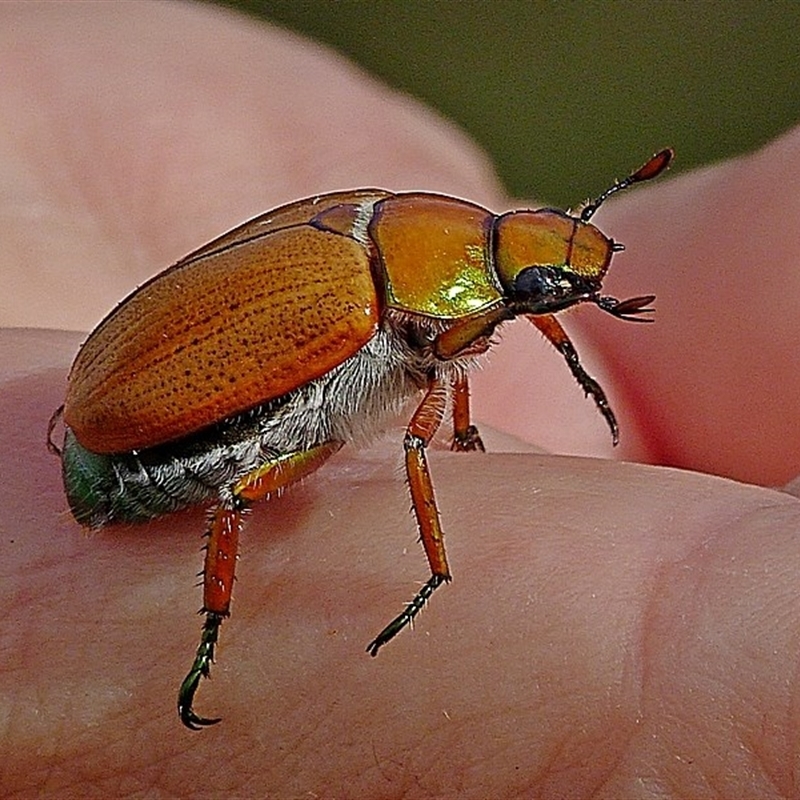 Anoplognathus brunnipennis