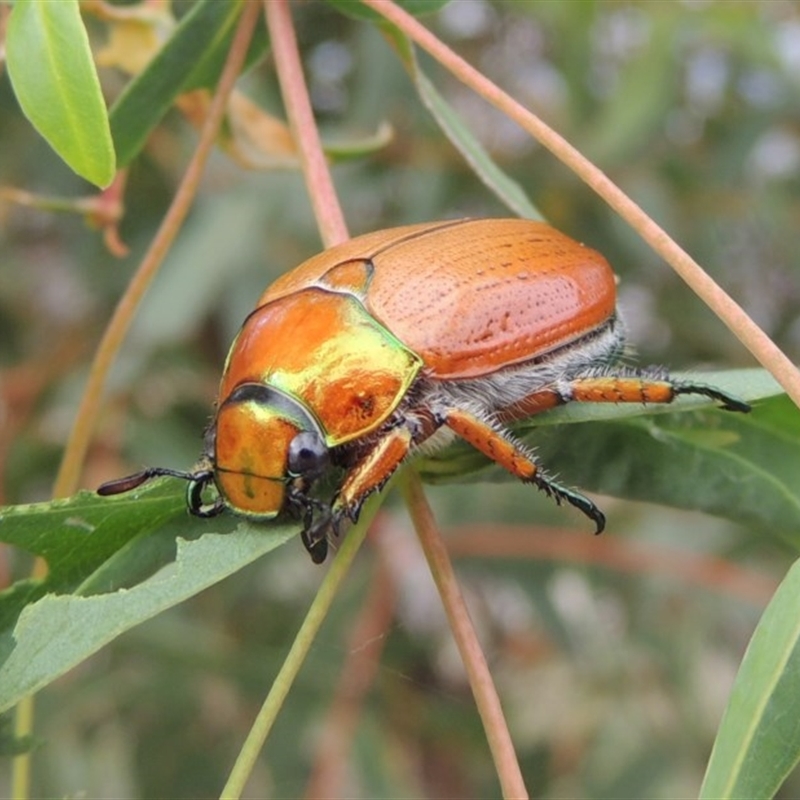 Anoplognathus brunnipennis