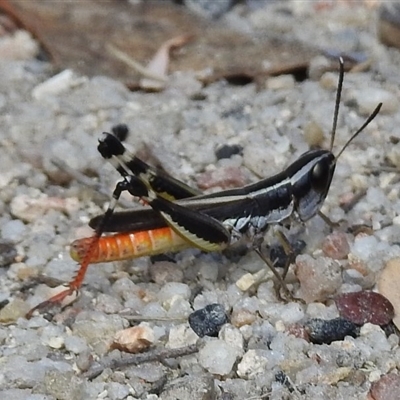 Macrotona australis