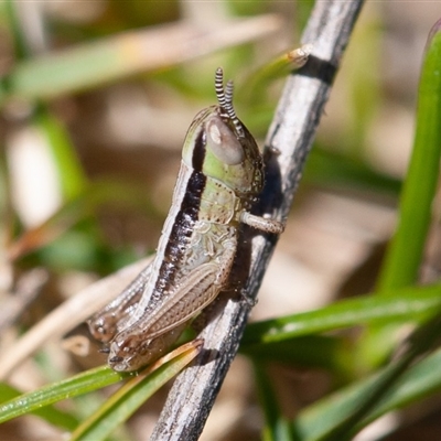 Macrotona australis