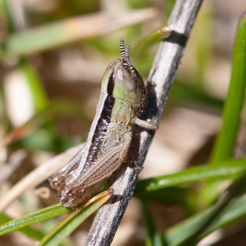 Macrotona australis