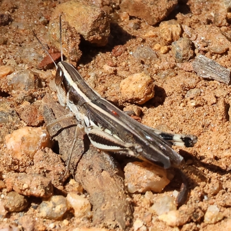 Macrotona australis