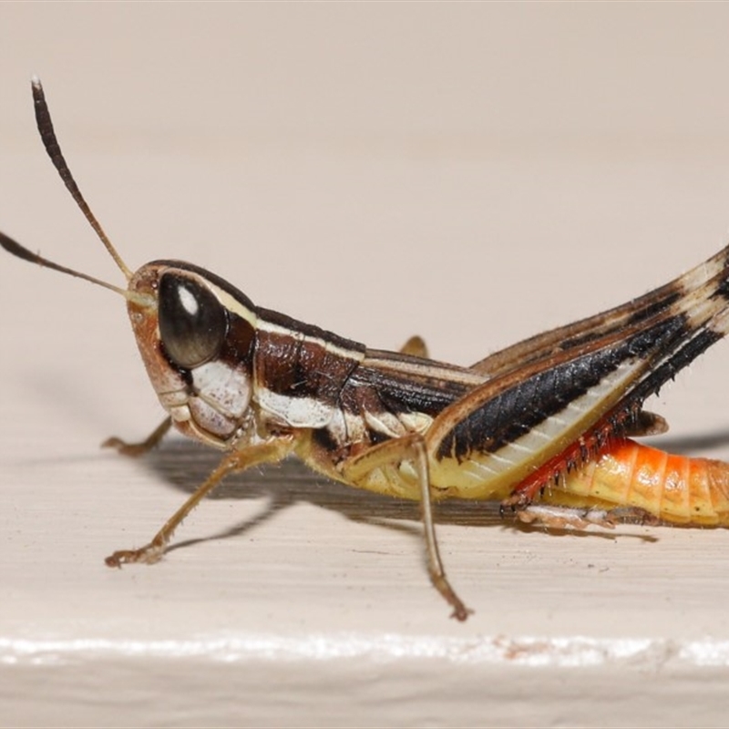 Macrotona securiformis