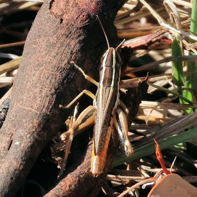 Macrotona securiformis