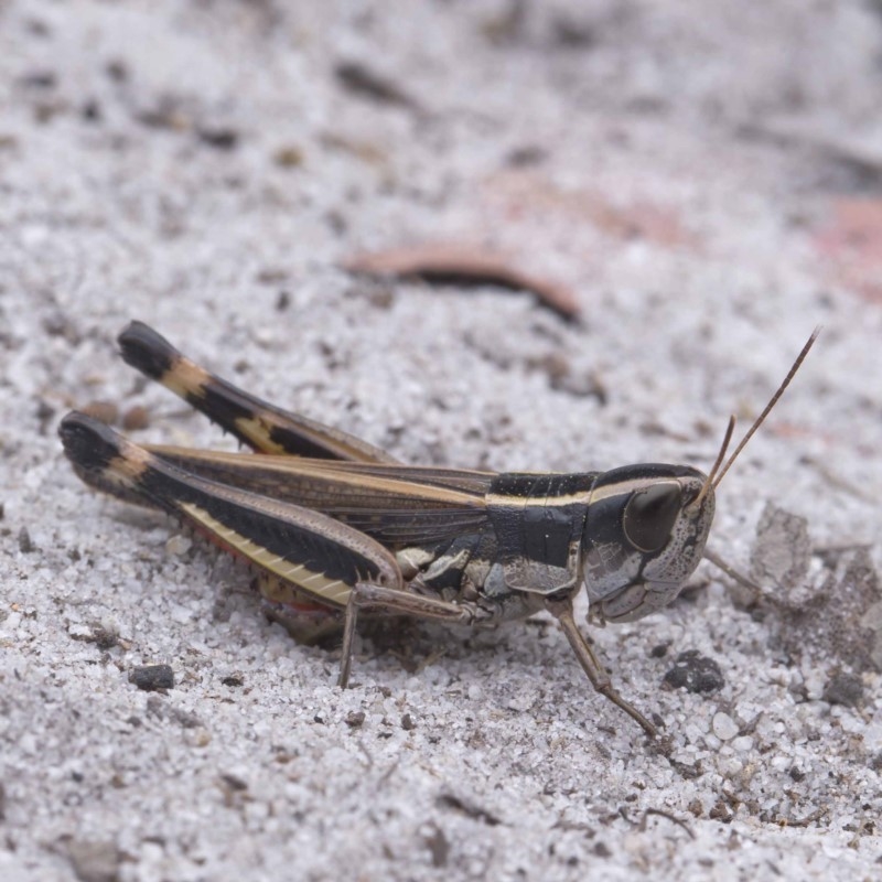 Macrotona sp. (genus)