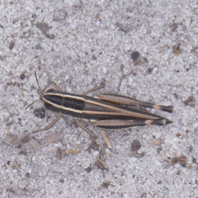 Macrotona sp. (genus)