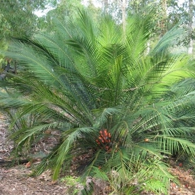 Macrozamia communis