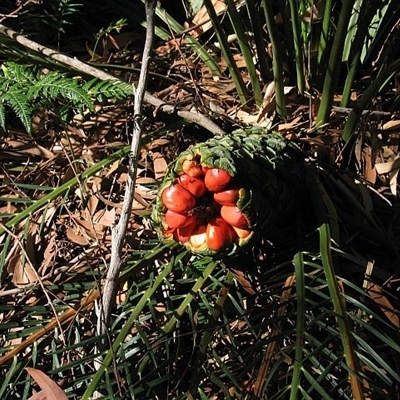 Macrozamia communis