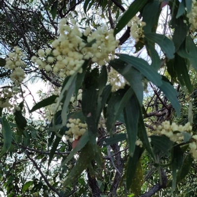 Acacia flavescens