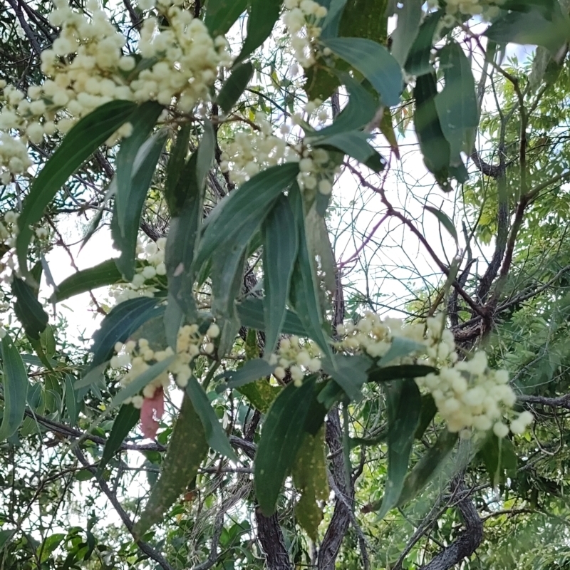 Acacia flavescens