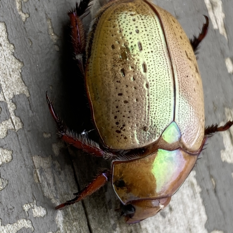 Anoplognathus olivieri