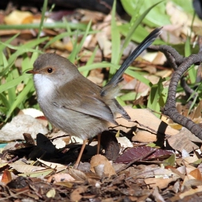 Female