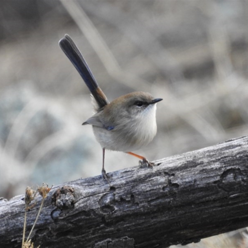 Eclipse Male (non-breeding plumage over the cooler months)