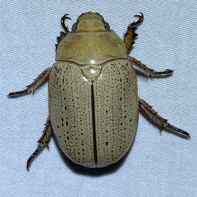 Anoplognathus pallidicollis