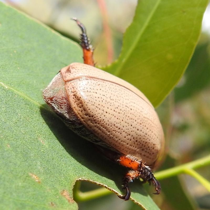 Anoplognathus pallidicollis