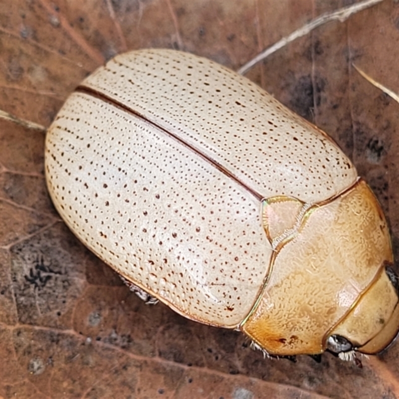 Anoplognathus pallidicollis