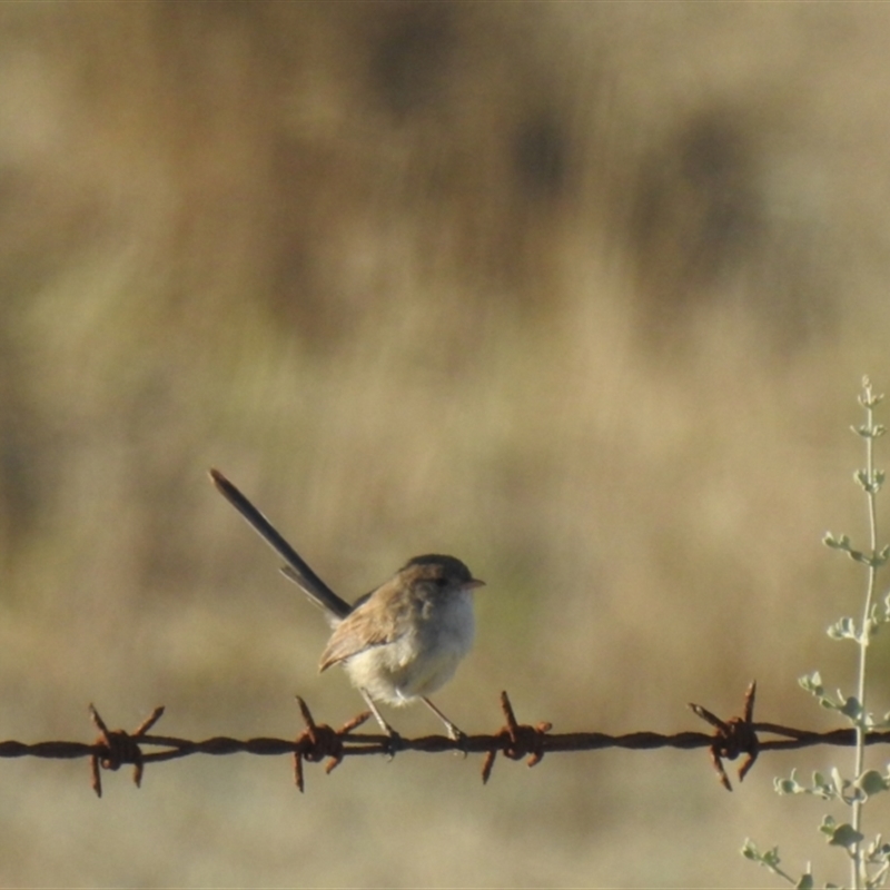 Malurus leucopterus