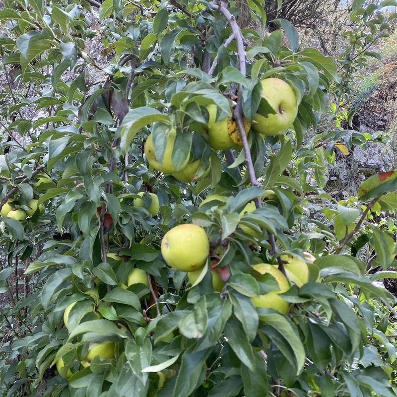 Malus domestica