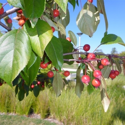 Malus sp.