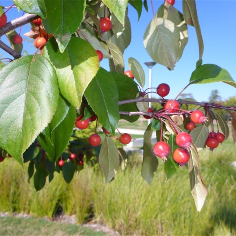 Malus sp.