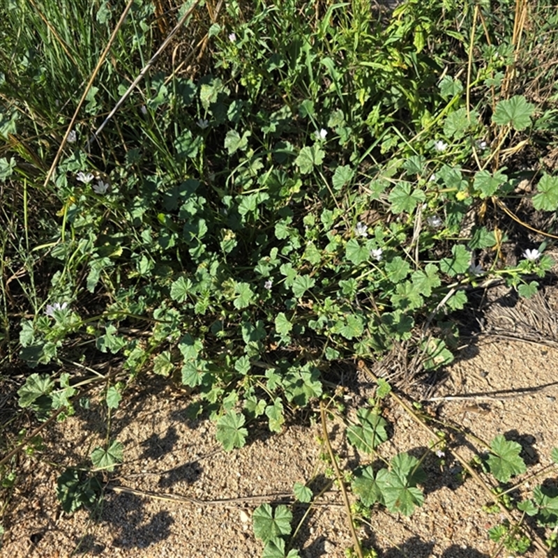 Malva neglecta