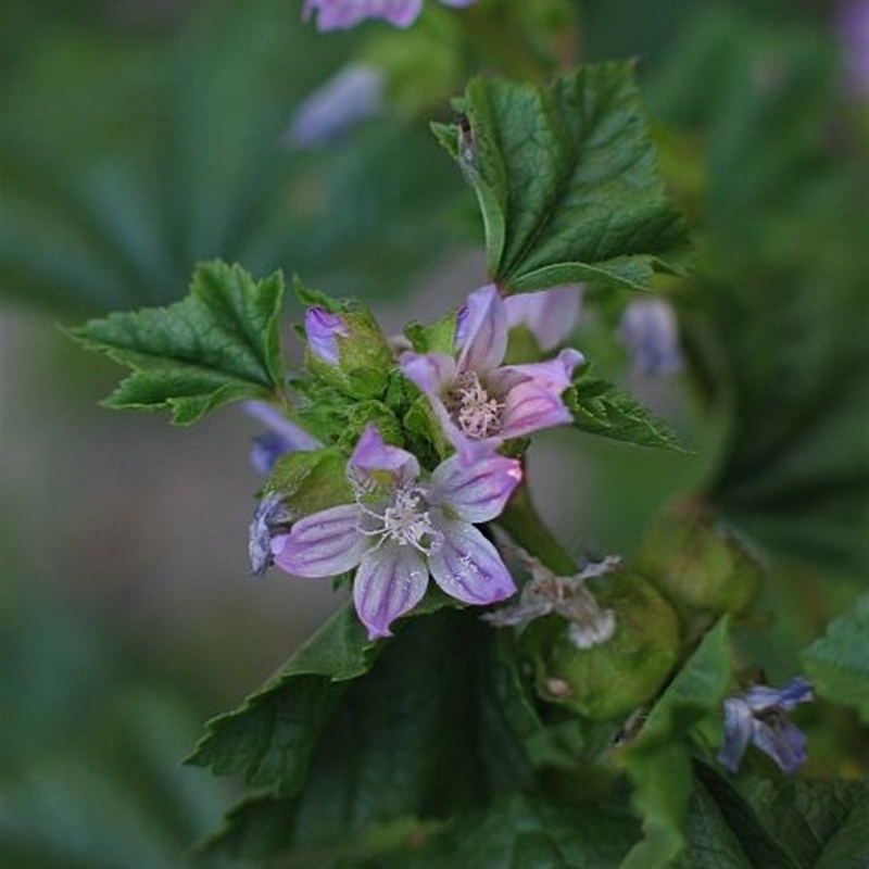 Malva nicaeensis