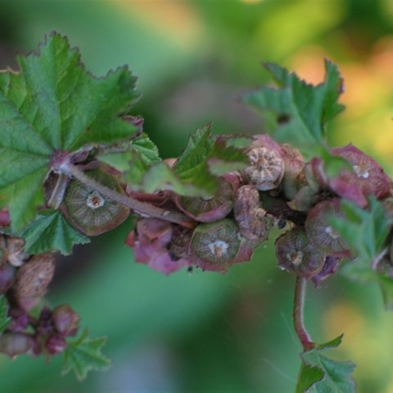 Malva nicaeensis