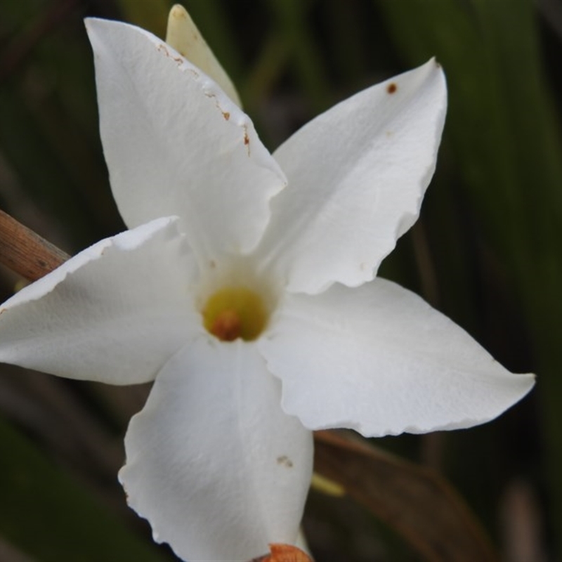 Mandevilla laxa