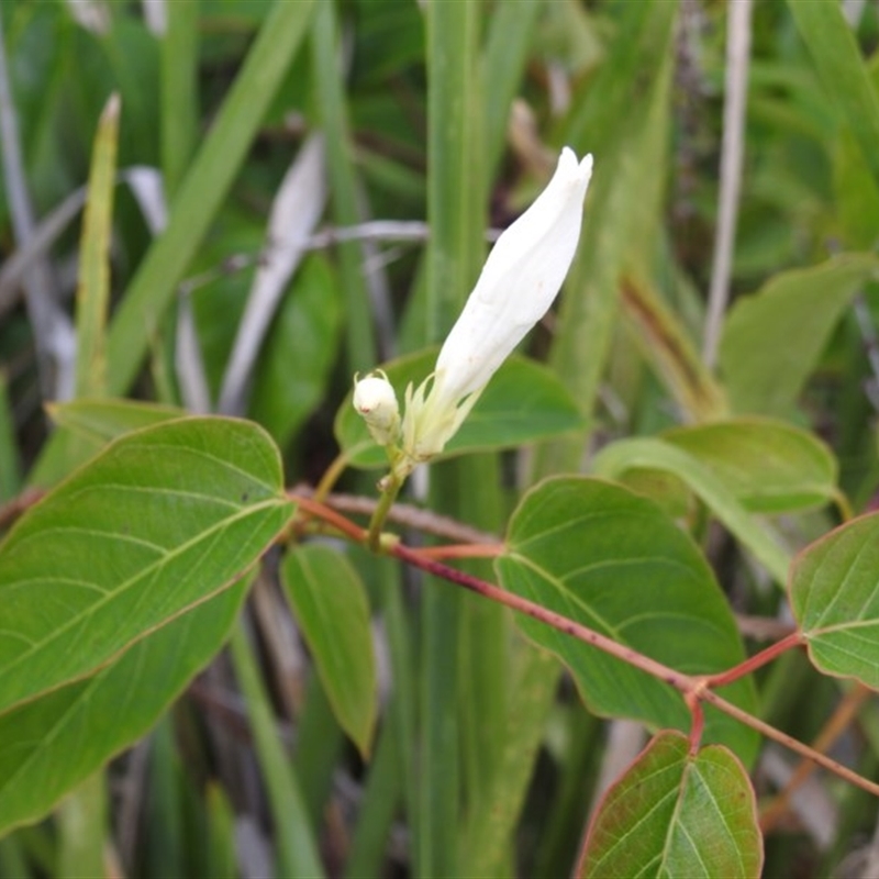 Mandevilla laxa