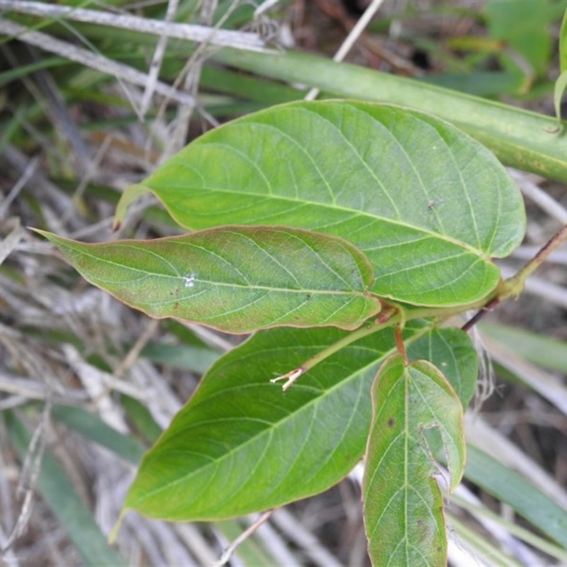 Mandevilla laxa