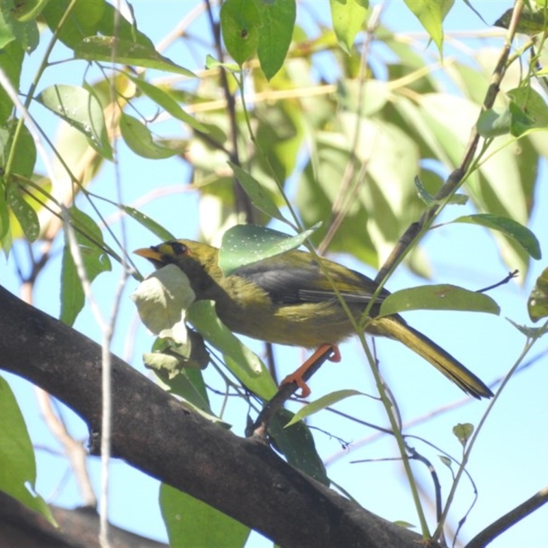 Manorina melanophrys