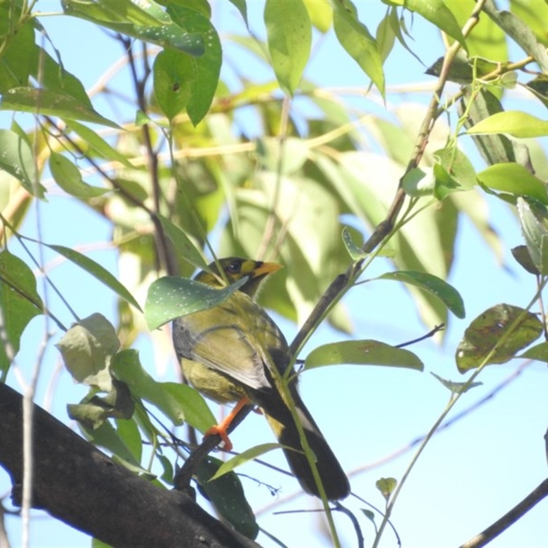 Manorina melanophrys