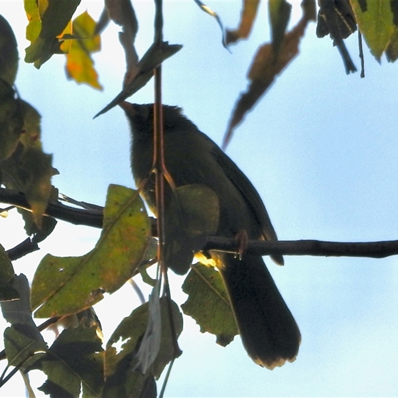 Manorina melanophrys