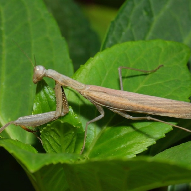 Mantis octospilota