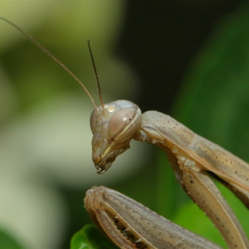 Mantis octospilota