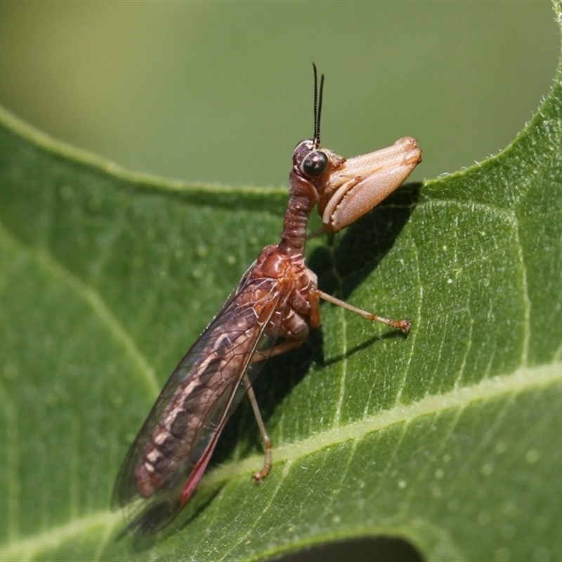 Mantispidae (family)