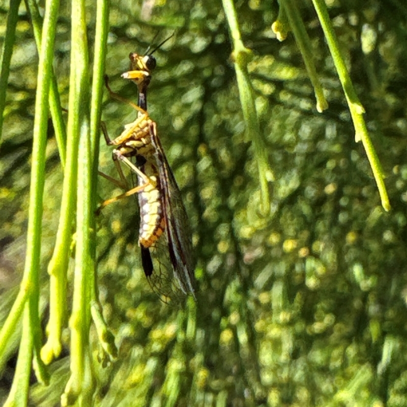 Mantispidae (family)