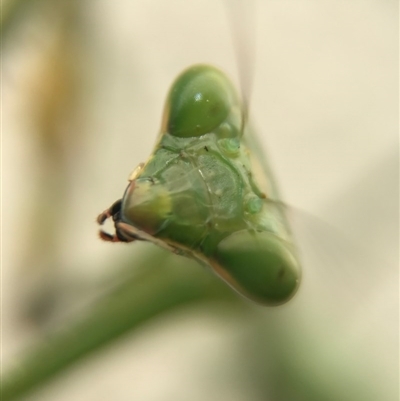 Mantodea (order)