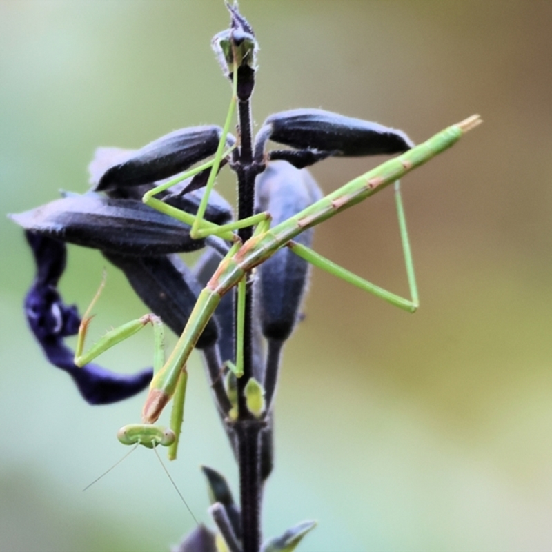 Mantodea (order)