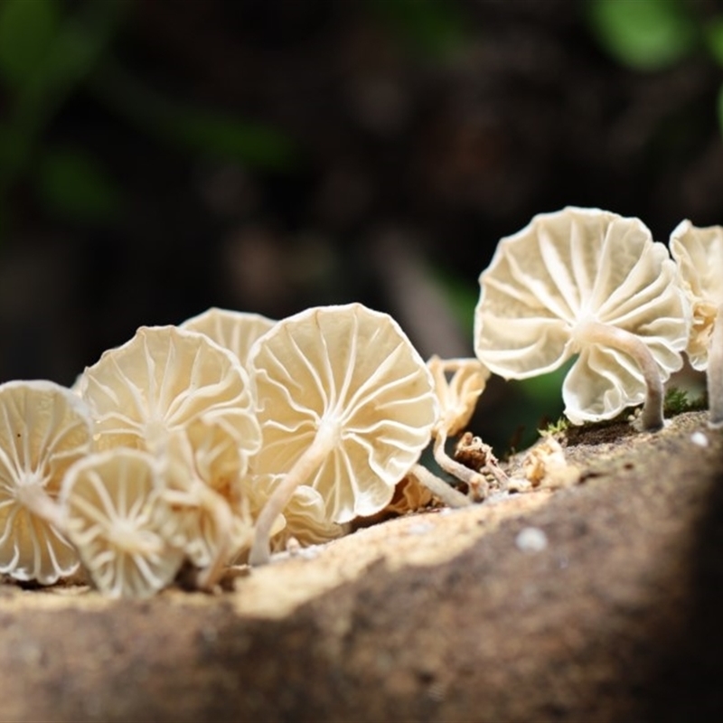 Marasmiellus candidus